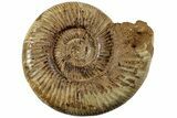 Jurassic Ammonite (Perisphinctes) - Madagascar #227482-1